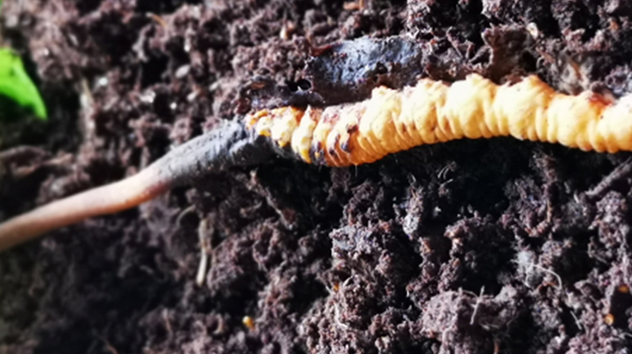 <a href=http://www.ysdxl.com/xinxian/ target=_blank class=infotextkey>新<a href=http://www.ysdxl.com/xinxian/ target=_blank class=infotextkey>鮮冬蟲夏草價格</a></a>解析