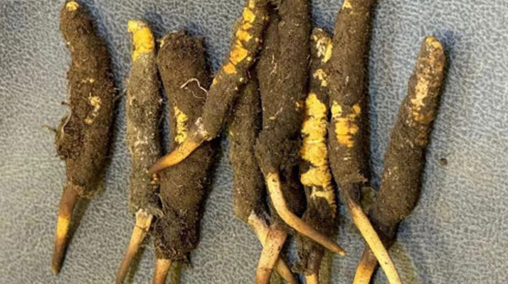 新鮮冬蟲夏草處理指南:從清洗到保存的全流程攻略