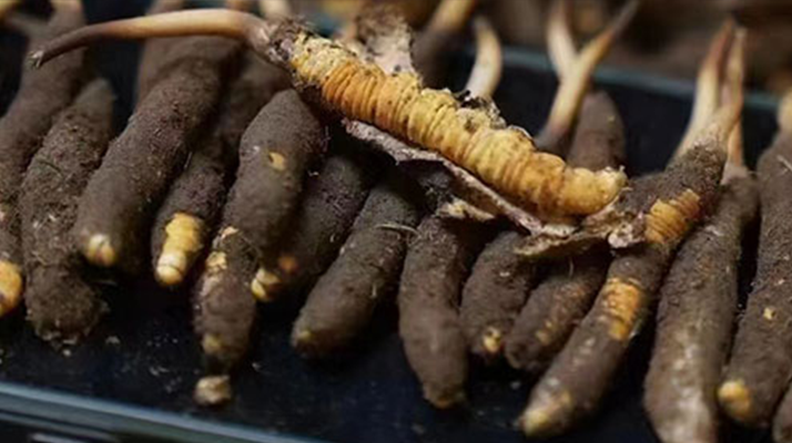 探尋新鮮冬蟲(chóng)夏草的采挖黃金期:自然節(jié)律中的珍貴饋贈(zèng)