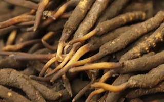 如何挑選新鮮冬蟲(chóng)夏草？掌握這幾個(gè)關(guān)鍵技巧