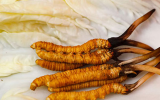 一克鮮草，千金之珍：探秘 1 克新鮮冬蟲(chóng)夏草