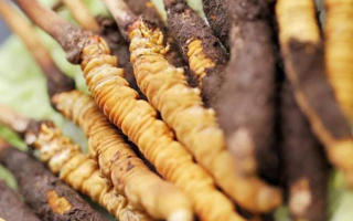 冬蟲夏草：干品與鮮品，誰更勝一籌？