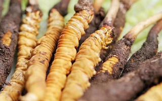 冬蟲夏草：曬干食用還是鮮食更優(yōu)？