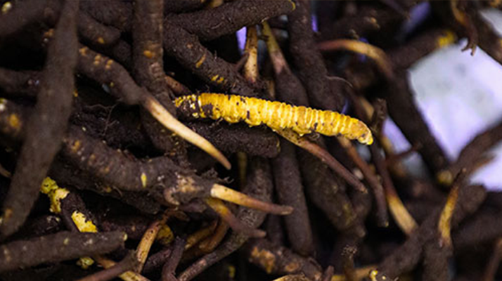 干鮮草<a href=http://www.ysdxl.com/jiage/ target=_blank class=infotextkey>冬蟲夏草價格</a>揭秘