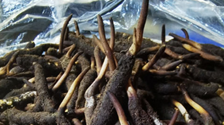 冬蟲夏草鮮草能不能泡酒？科學解析與實用指南