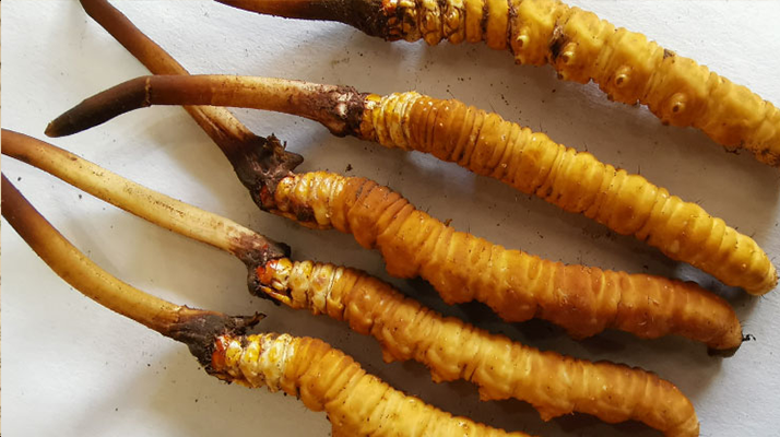 鮮冬蟲(chóng)夏草常溫能放多久？一文讀懂保存秘籍