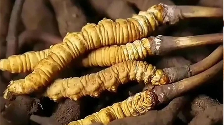 鮮冬蟲(chóng)夏草燉排骨:一鍋暖身又滋補(bǔ)的美味秘籍