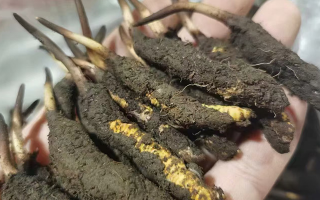 鮮冬蟲夏草急凍能放多久？科學保存全解析