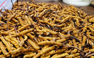 冬蟲夏草品質(zhì)價位表大全，一文掌握行情