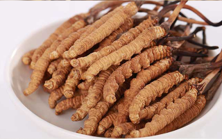 冬蟲夏草適合所有人群嗎？一文揭秘