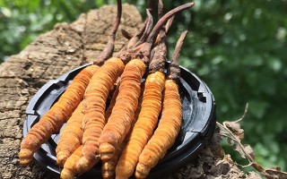 冬蟲夏草的產(chǎn)地有哪些地方？一文解鎖產(chǎn)地密碼