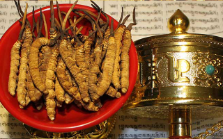 火眼金睛辨蟲(chóng)草：五步識(shí)破冬蟲(chóng)夏草真假騙局