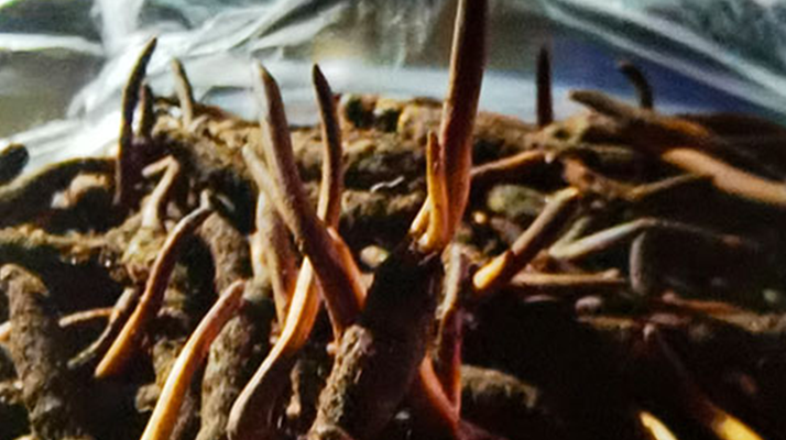 新鮮冬蟲夏草保存全攻略：鎖住營(yíng)養(yǎng)，延長(zhǎng)鮮味