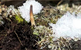 探秘雪域珍寶：最大的新鮮那曲冬蟲(chóng)夏草