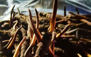 新鮮冬蟲夏草保存全攻略：鎖住營養(yǎng)，延長鮮味