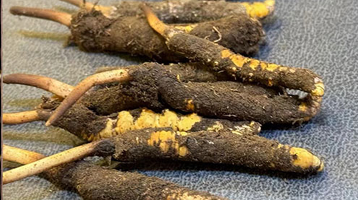 新鮮<a href=http://www.ysdxl.com/jiage/ target=_blank class=infotextkey>冬蟲夏草價格</a>