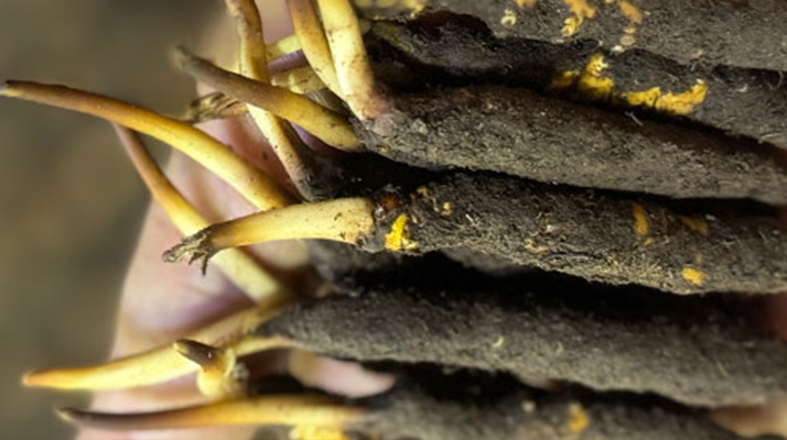 冬蟲夏草泡水喝，一次泡幾根最合適？