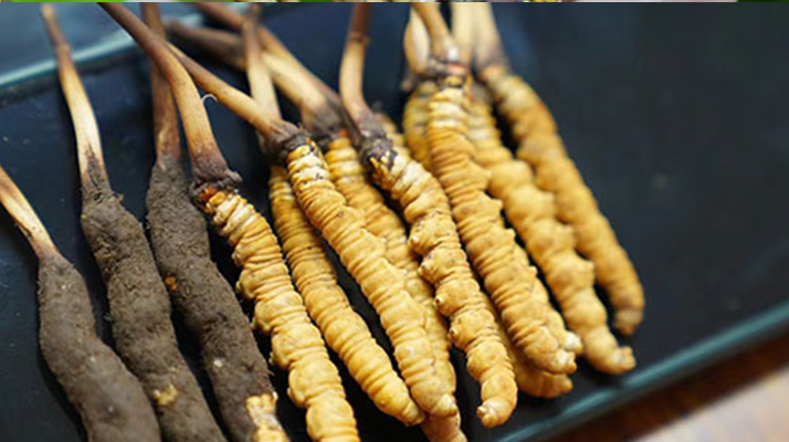 好<a href=http://www.ysdxl.com/jiage/ target=_blank class=infotextkey>冬蟲夏草多少錢</a>一斤？價(jià)格全解析