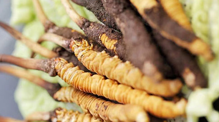 冰凍新鮮冬蟲夏草能吃嗎？