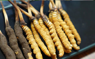 好冬蟲夏草多少錢一斤？價(jià)格全解析