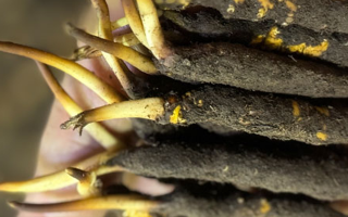 冬蟲夏草泡水喝，一次泡幾根最合適？