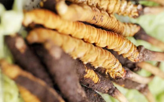 正宗冬蟲夏草多少錢一克？深度價(jià)格解析