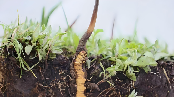 冬蟲夏草鮮草冷藏保存全攻略:鎖住營(yíng)養(yǎng)與鮮度