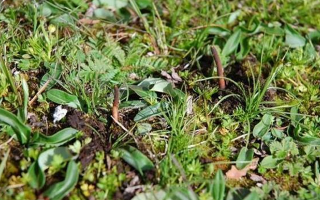 冬蟲夏草鮮草好不好喝？探尋獨特的味覺體驗