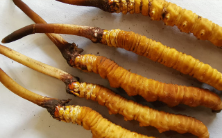 冬蟲夏草鮮草價格多少？揭秘其背后的定價密碼