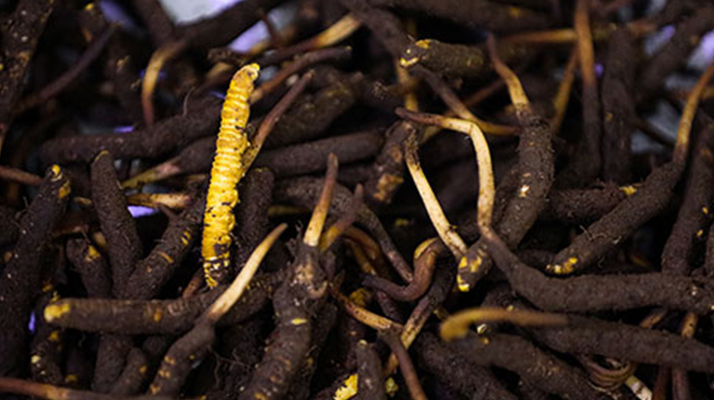 吃新鮮冬蟲夏草會(huì)過(guò)敏嗎？一文為你揭秘