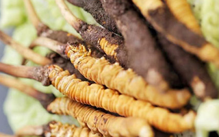 正宗那曲新鮮冬蟲夏草辨認(rèn)指南