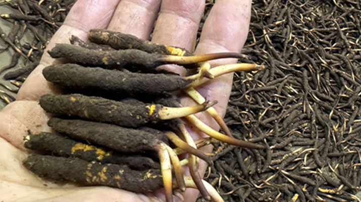 冬蟲夏草菇鮮能凍嗎？冷凍保存全解析