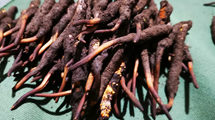 新鮮冬蟲夏草哪里買？全渠道選購指南