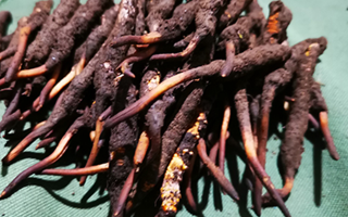 新鮮冬蟲(chóng)夏草哪里買(mǎi)？全渠道選購(gòu)指南