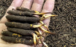 冬蟲(chóng)夏草菇鮮能凍嗎？冷凍保存全解析