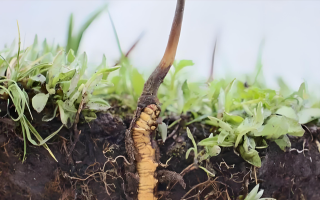 冬蟲夏草鮮草一天吃幾個？科學(xué)食用指南來了
