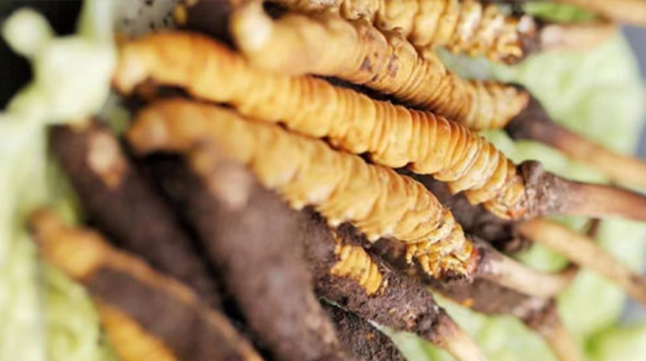 冬蟲夏草鮮草的色彩密碼:解碼自然饋贈(zèng)的獨(dú)特印記