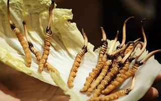 冬蟲夏草鮮草如何吃最好？解鎖營(yíng)養(yǎng)與美味的黃金吃法