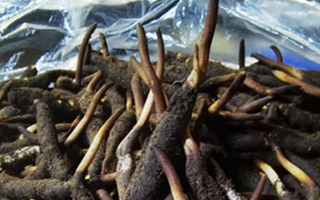 新鮮冬蟲夏草能放多久吃？一文掌握儲存與食用期限