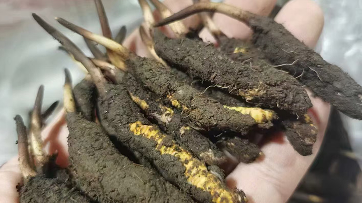 新鮮冬蟲(chóng)夏草購(gòu)買指南? ? ? ?