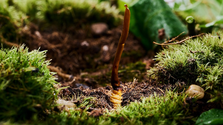 探秘那曲純野生<a href=http://www.ysdxl.com/xinxian/ target=_blank class=infotextkey>新<a href=http://www.ysdxl.com/xinxian/ target=_blank class=infotextkey>鮮冬蟲(chóng)夏草</a></a>