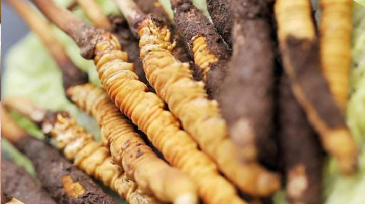 鮮冬蟲夏草哪個尺寸最好？一文讀懂，不再糾結(jié)