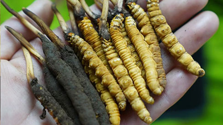 鮮冬蟲夏草如何打粉末保存？實(shí)用指南來(lái)了