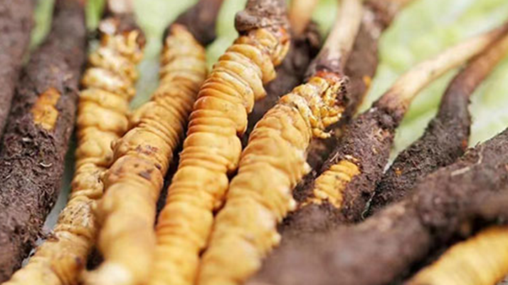 鮮冬蟲(chóng)夏草能存放多久?科學(xué)保存指南來(lái)了