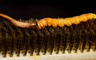 鮮冬蟲夏草什么口感最好？探尋舌尖上的滋補美味? ? ? ?