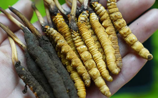 鮮冬蟲夏草如何打粉末保存？實(shí)用指南來(lái)了