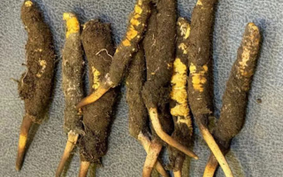 野生冬蟲夏草一斤多少錢？多維度價(jià)格解析