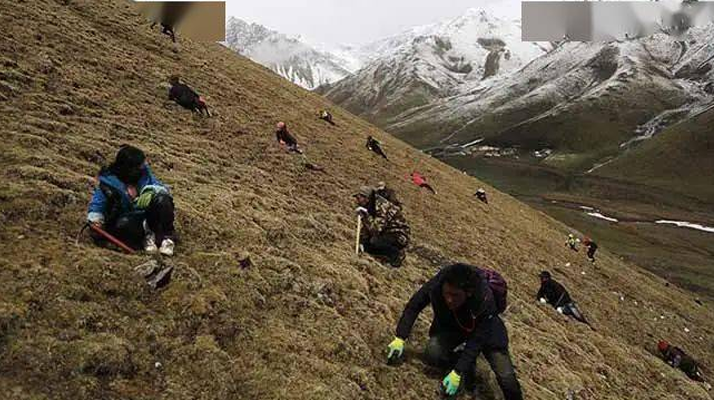 冬蟲(chóng)夏草都是野生的嗎？探尋其生長(zhǎng)的奧秘