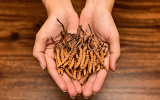 冬蟲(chóng)夏草怎么食用效果好？掌握這些方法發(fā)揮最大功效