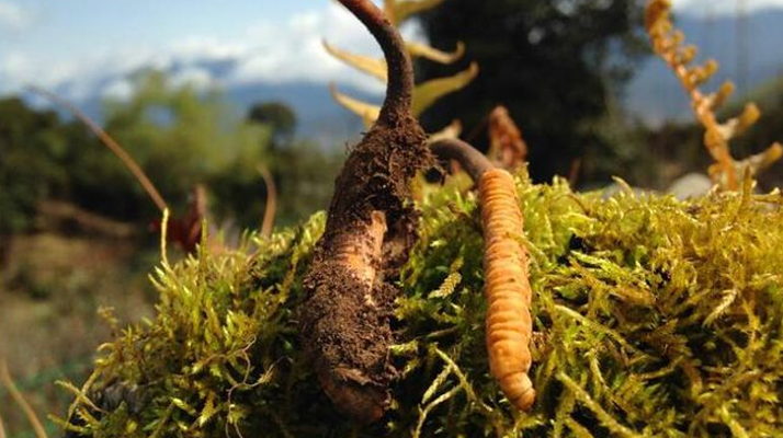 如何挑選新鮮冬蟲夏草？掌握這幾個(gè)關(guān)鍵要點(diǎn)